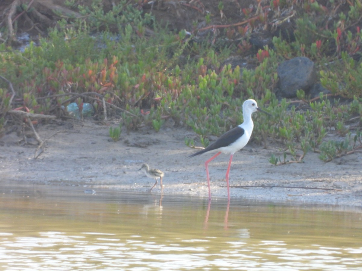 Black-winged Stilt - Miguel Hernández Santana