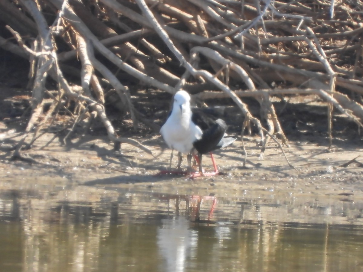 Black-winged Stilt - Miguel Hernández Santana