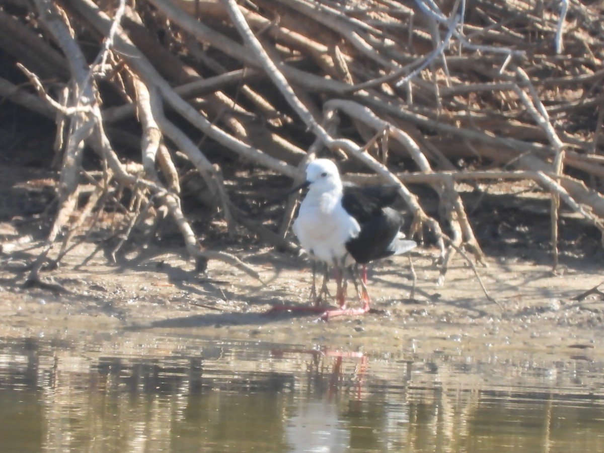 Black-winged Stilt - Miguel Hernández Santana