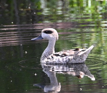 Marbled Duck - Braydan Pettigrove