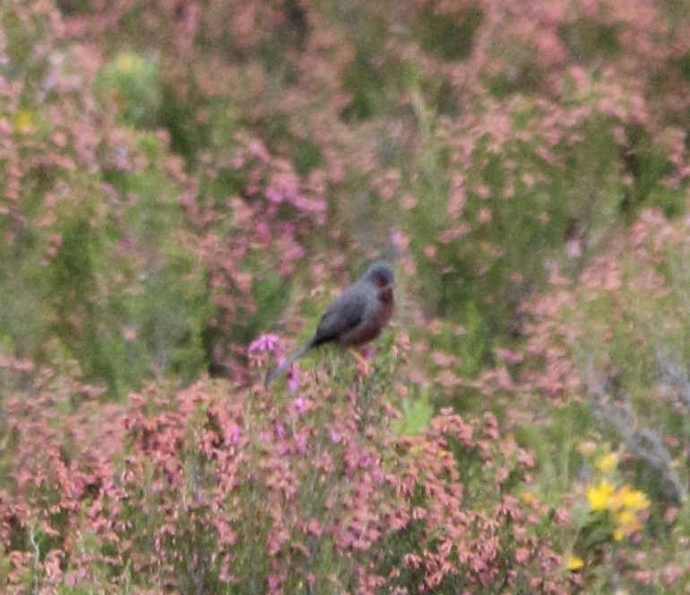 Dartford Warbler - Pablo Miki Garcia Gonzalez