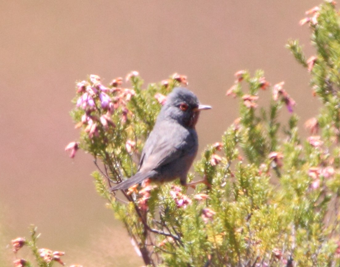 Dartford Warbler - Pablo Miki Garcia Gonzalez