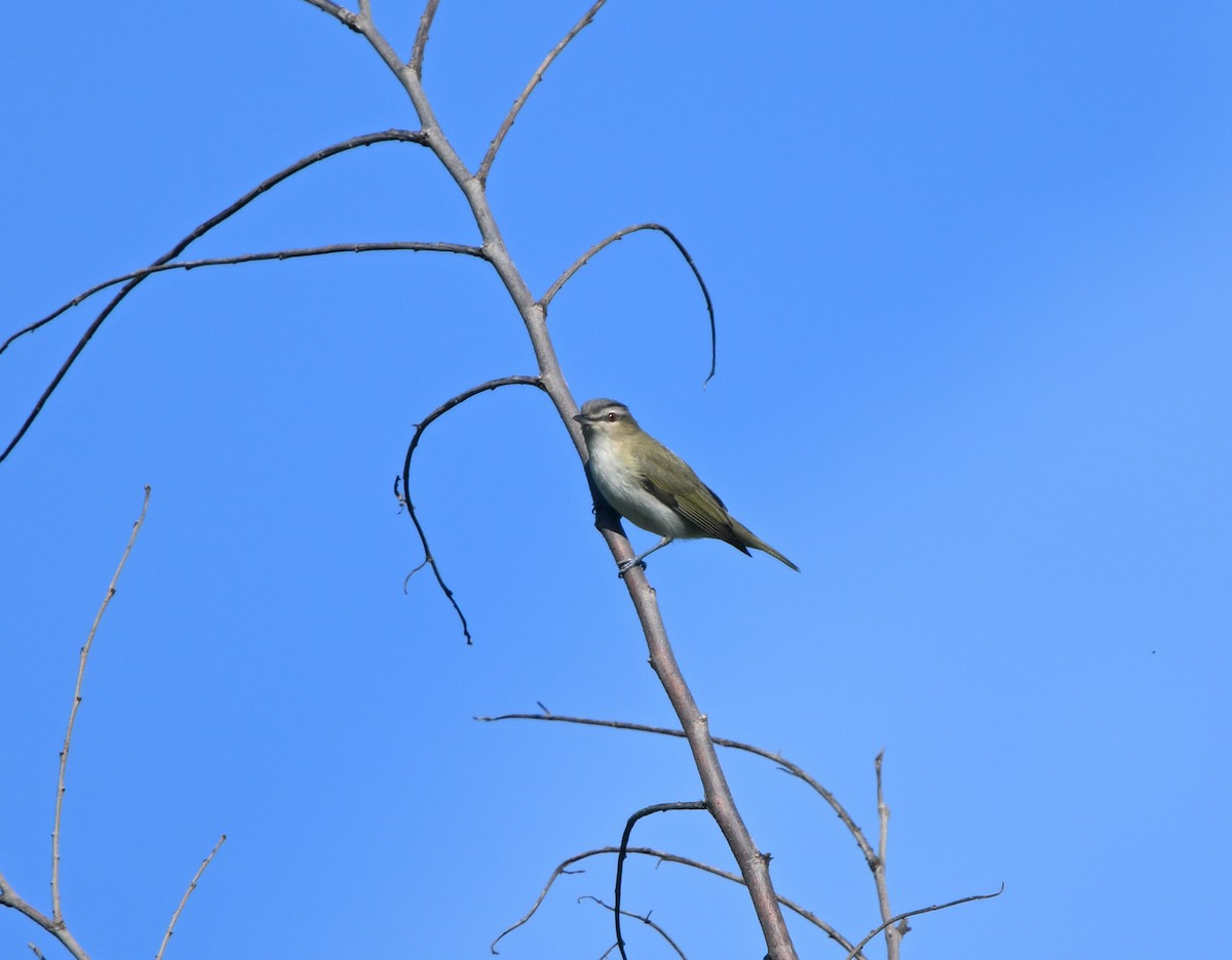 Red-eyed Vireo - Louis Lemay
