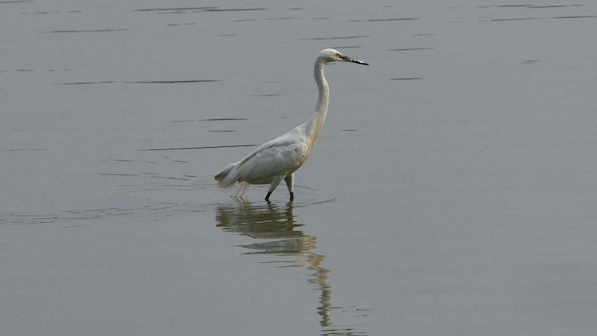 Little Egret - Bijoy Venugopal