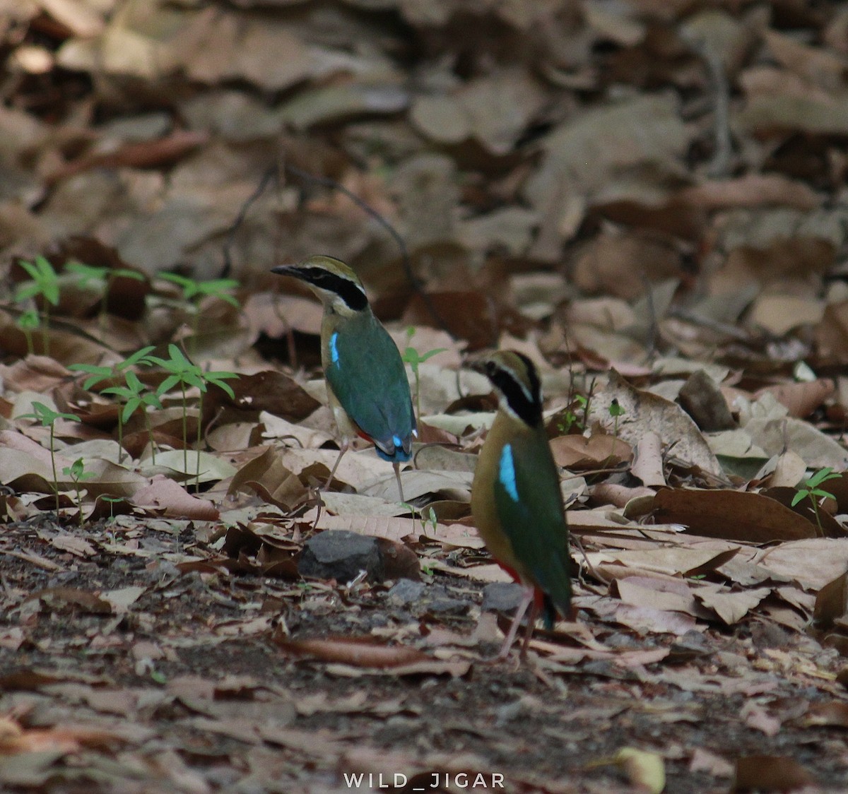 Indian Pitta - ML619610966