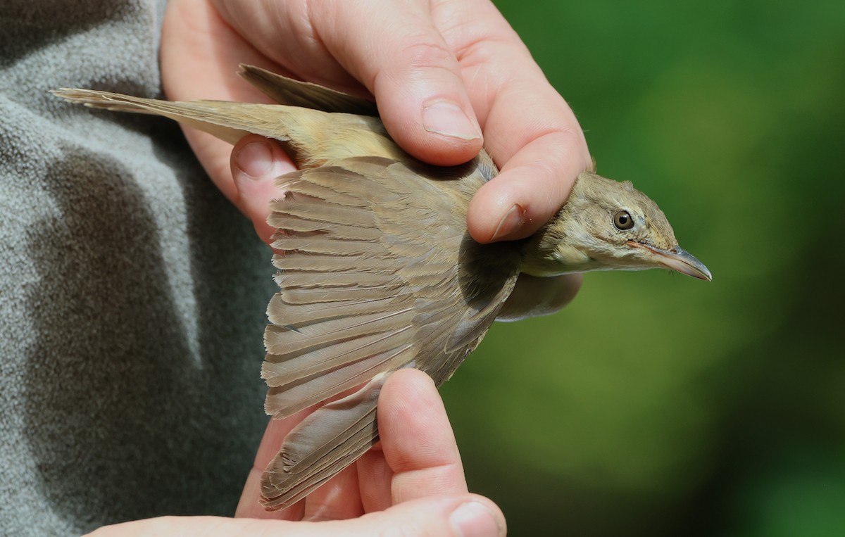 Great Reed Warbler - Simon Pinder