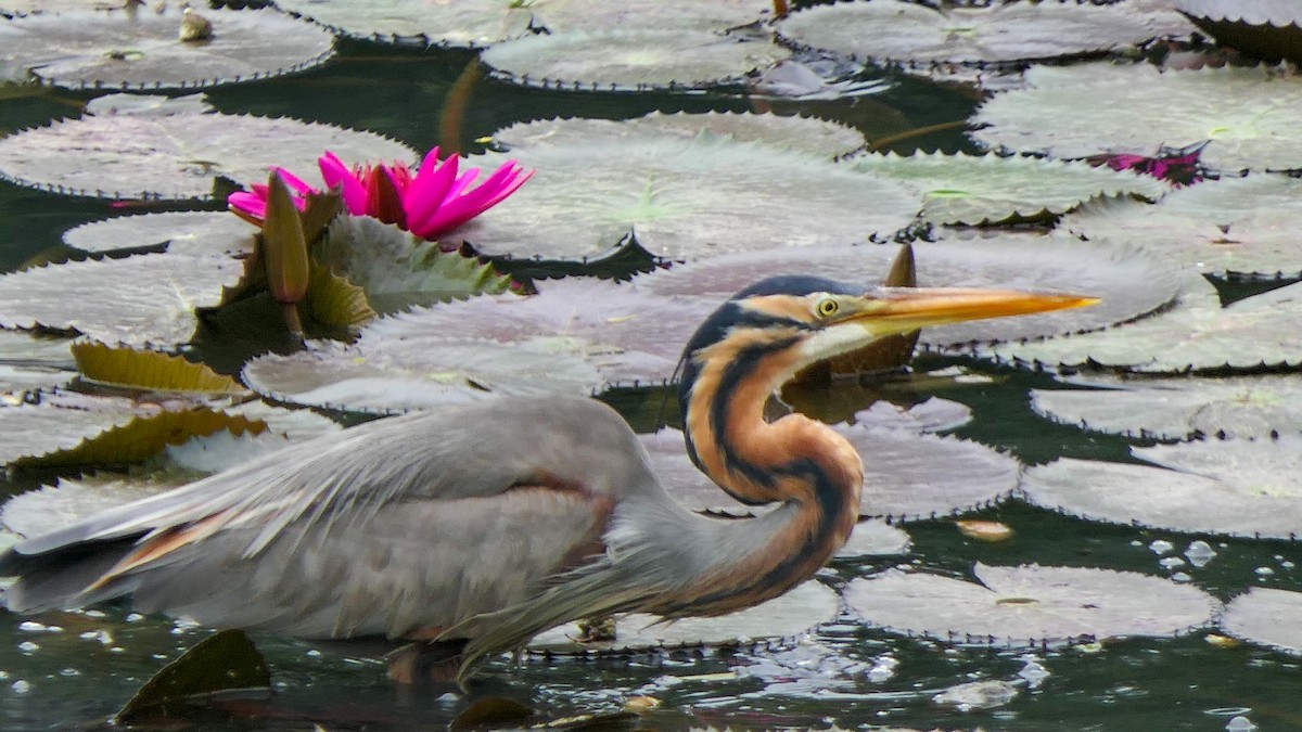 Purple Heron - Bijoy Venugopal