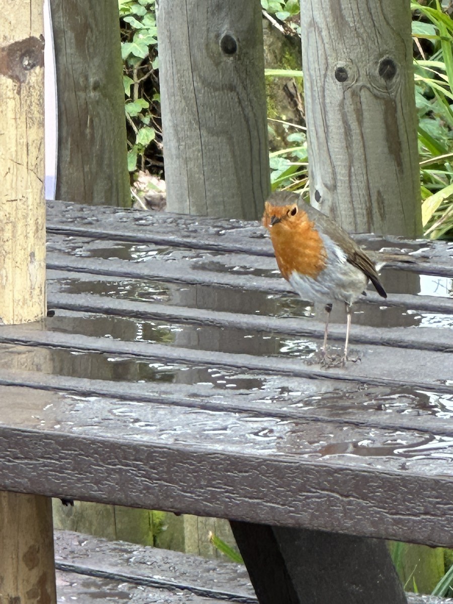 European Robin - Elizabeth Ray