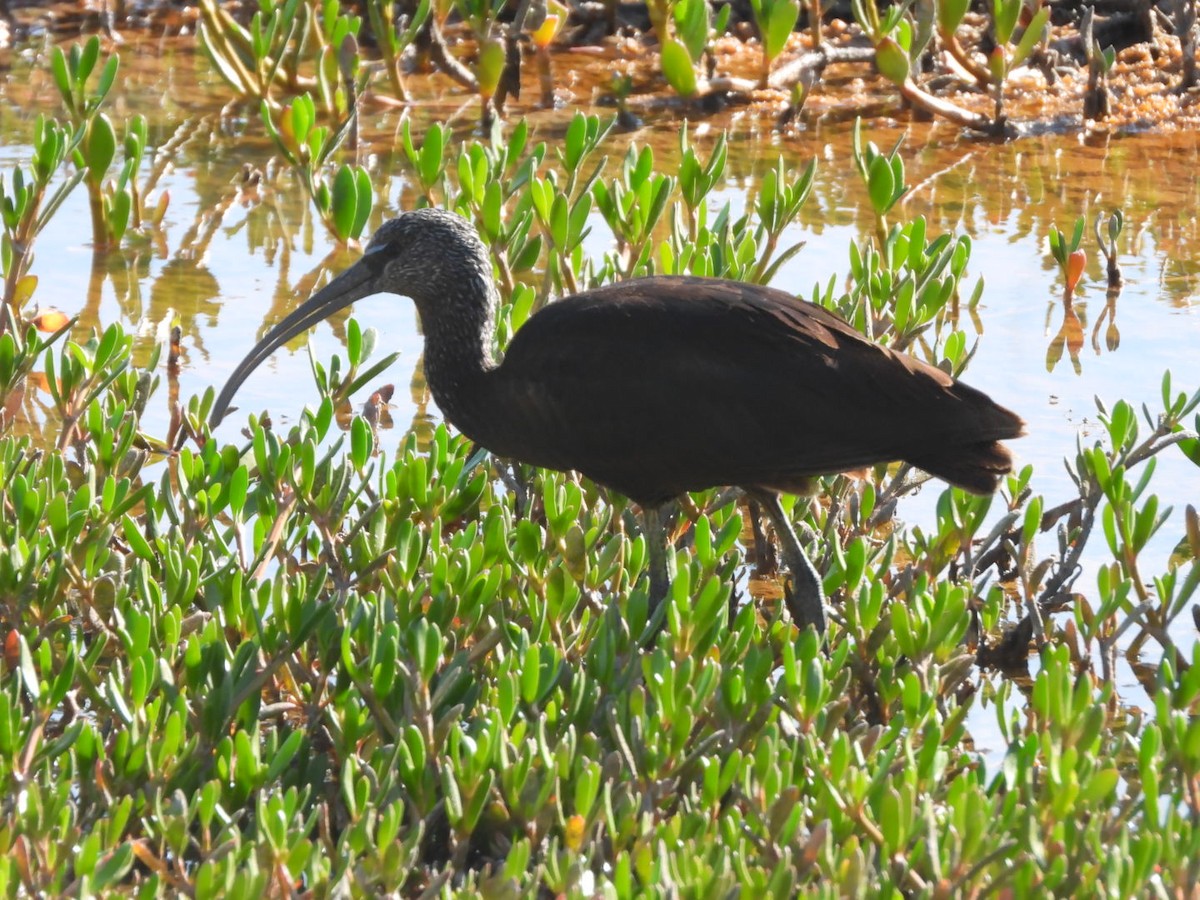 Glossy Ibis - Miguel Hernández Santana