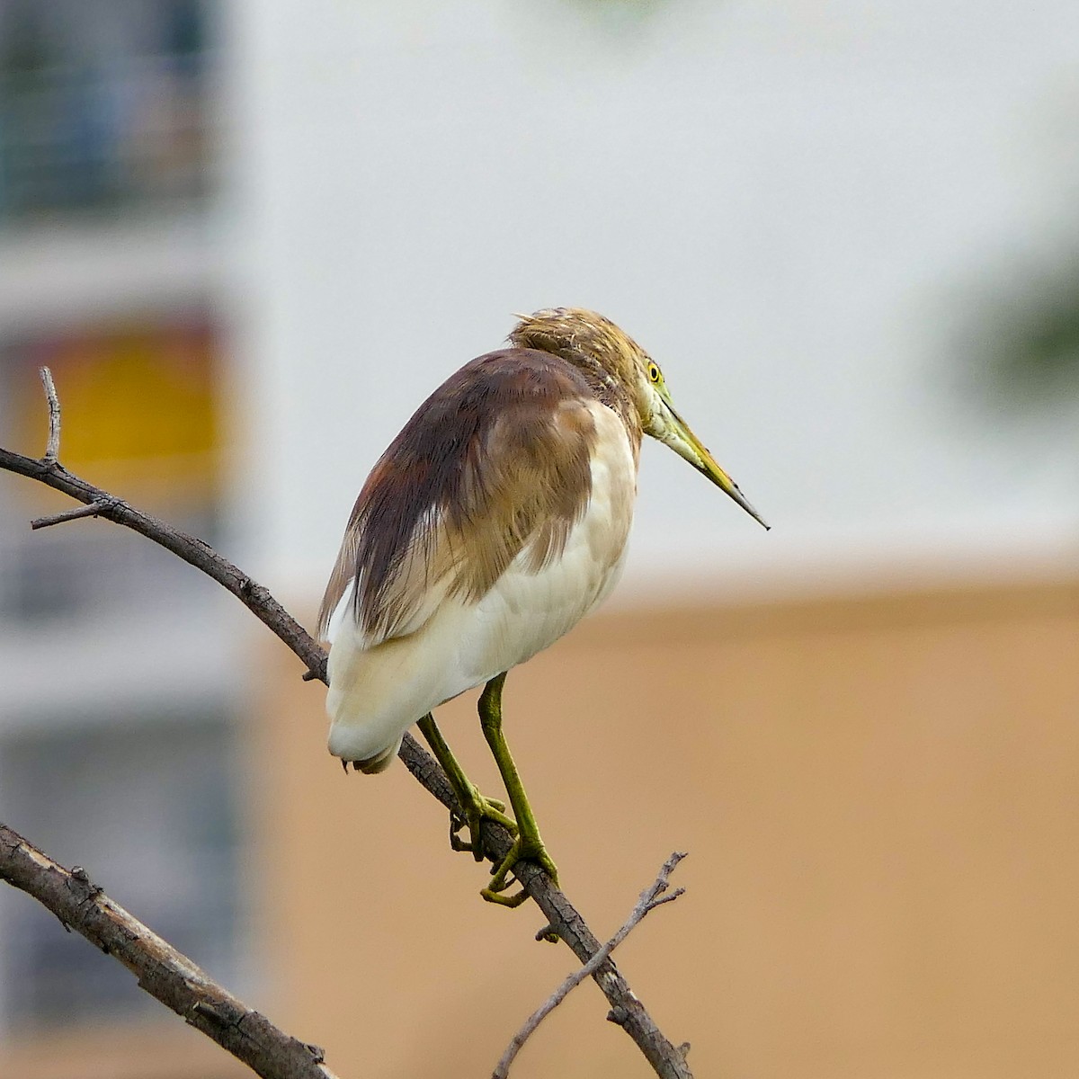 Indian Pond-Heron - Bijoy Venugopal