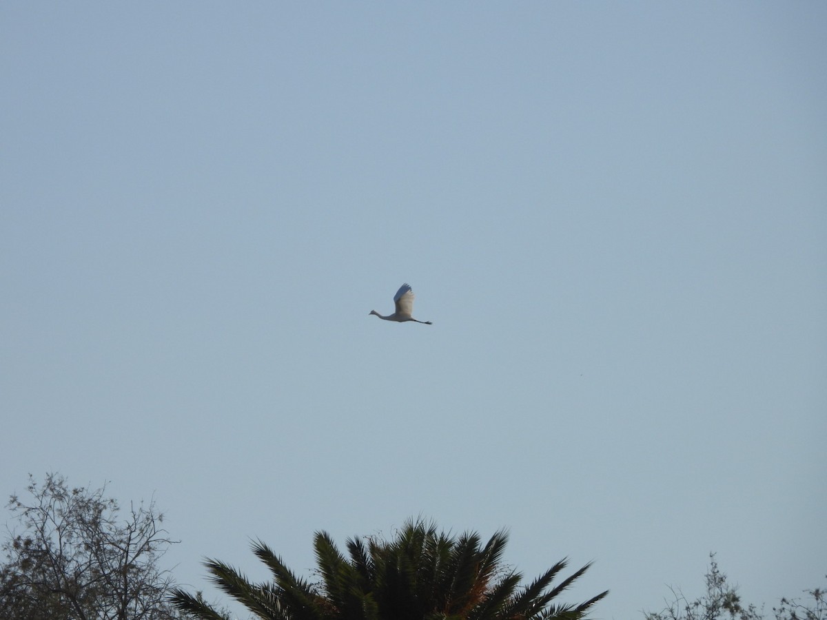 Little Egret - Miguel Hernández Santana