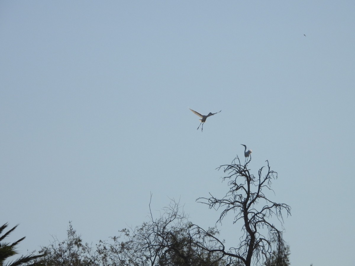 Little Egret - ML619610980