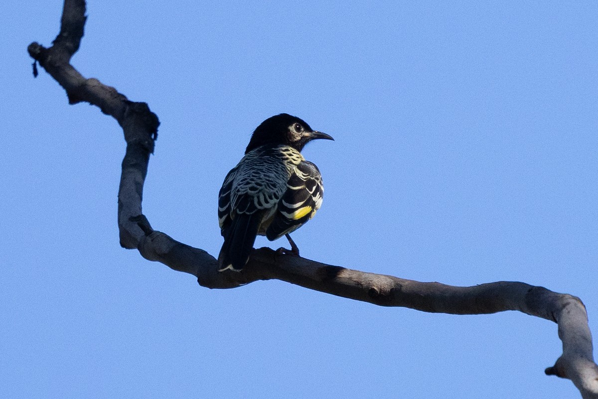 Regent Honeyeater - Stephanie Owen