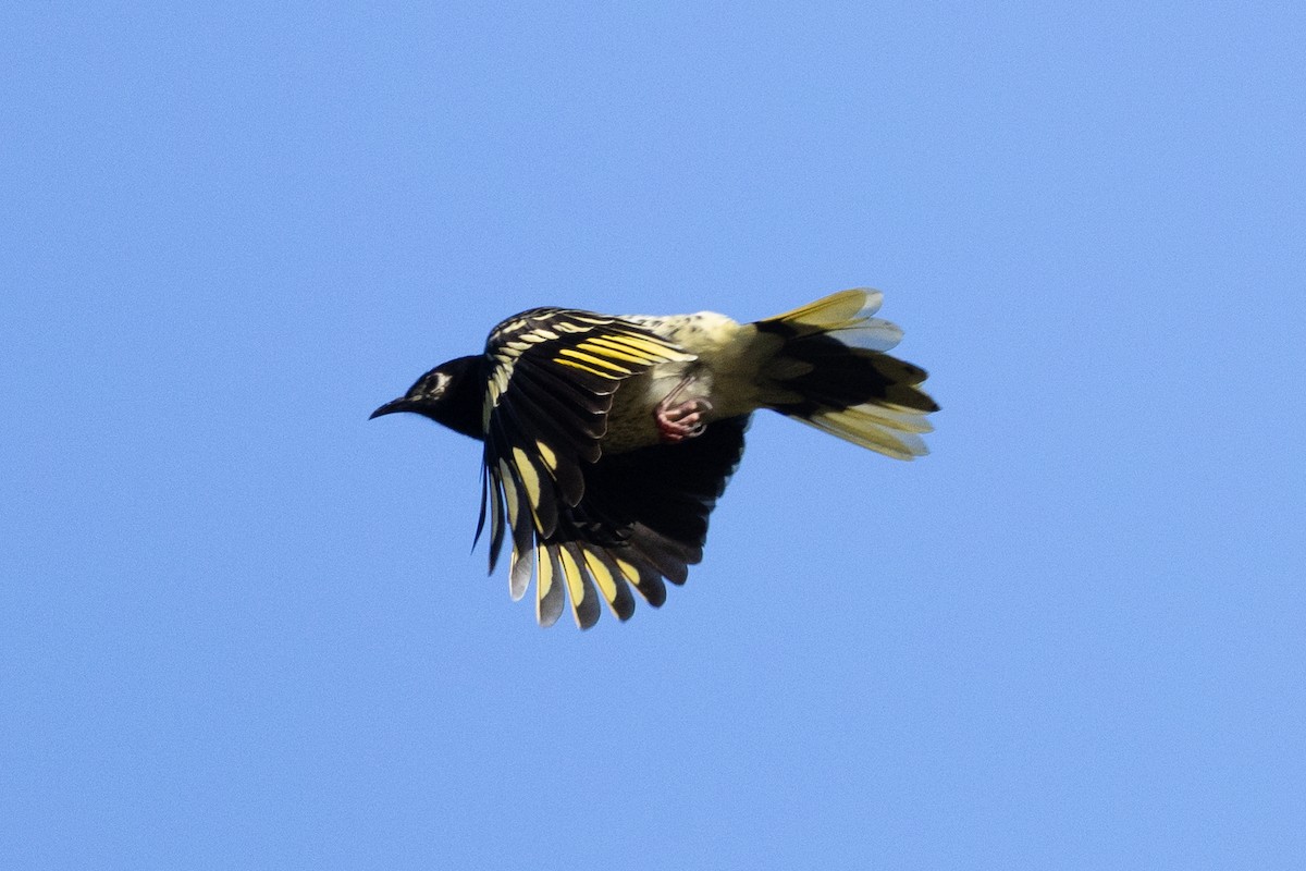 Regent Honeyeater - Stephanie Owen