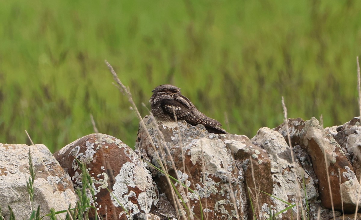 Eurasian Nightjar - Simon Pinder