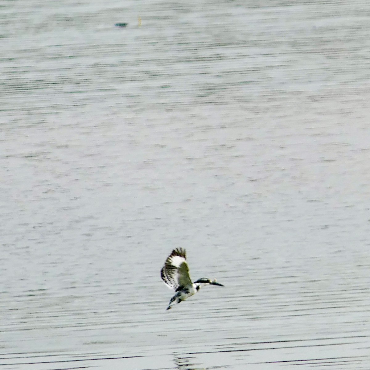 Pied Kingfisher - ML619610991