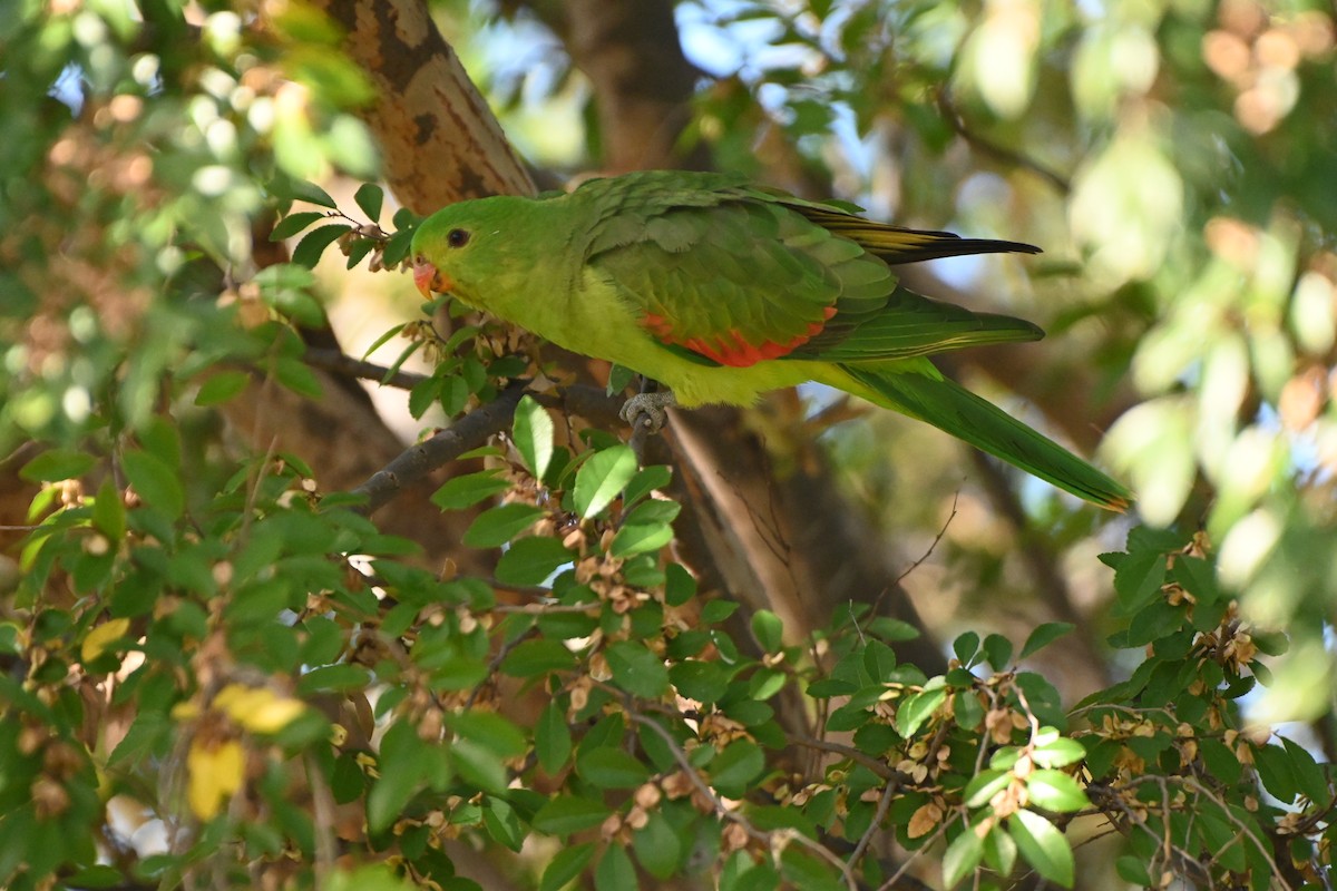 Red-winged Parrot - Hitomi Ward