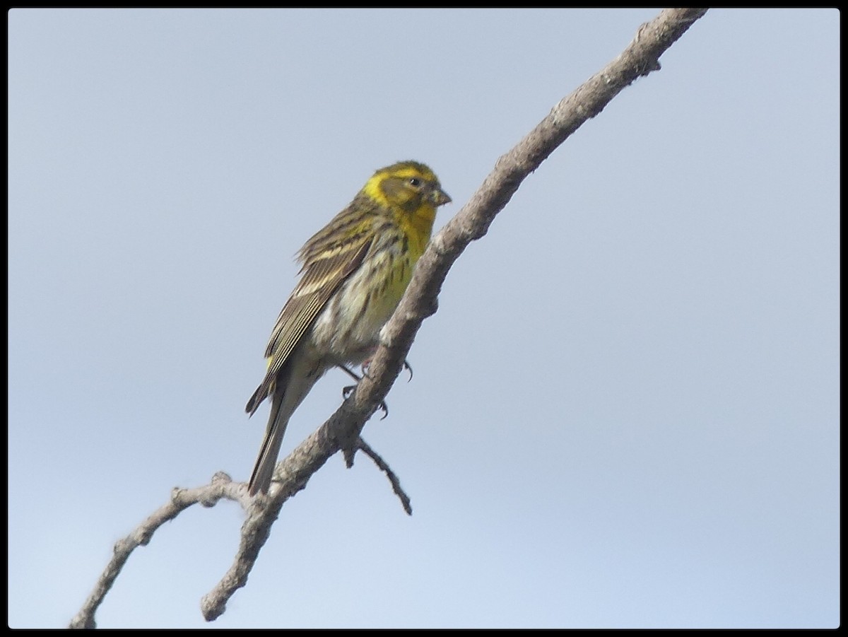 European Serin - Tino Fernandez