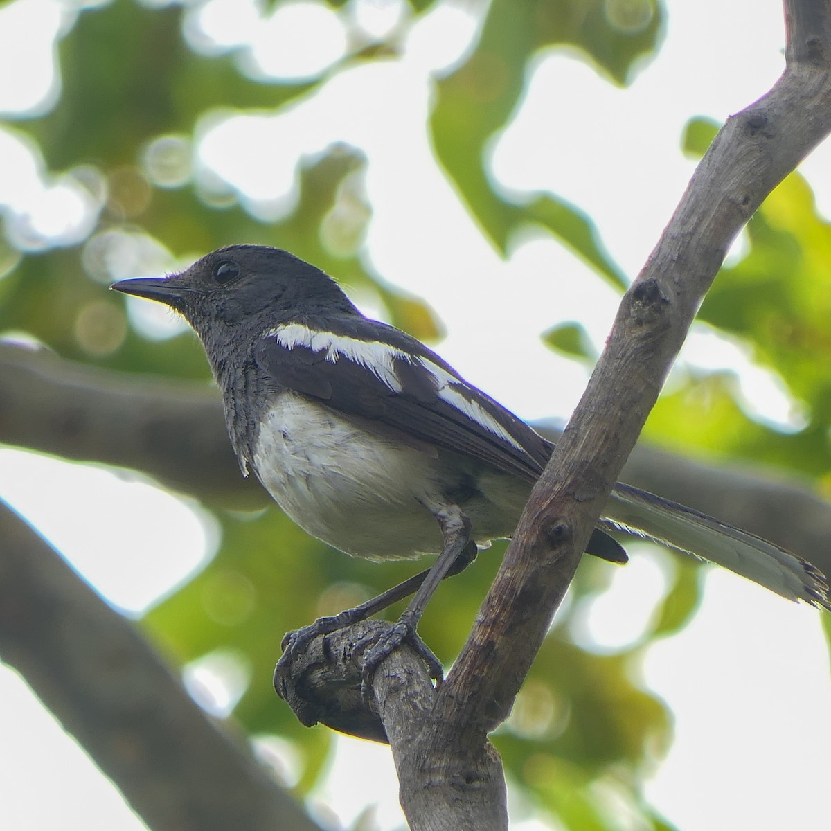 Oriental Magpie-Robin - ML619610997