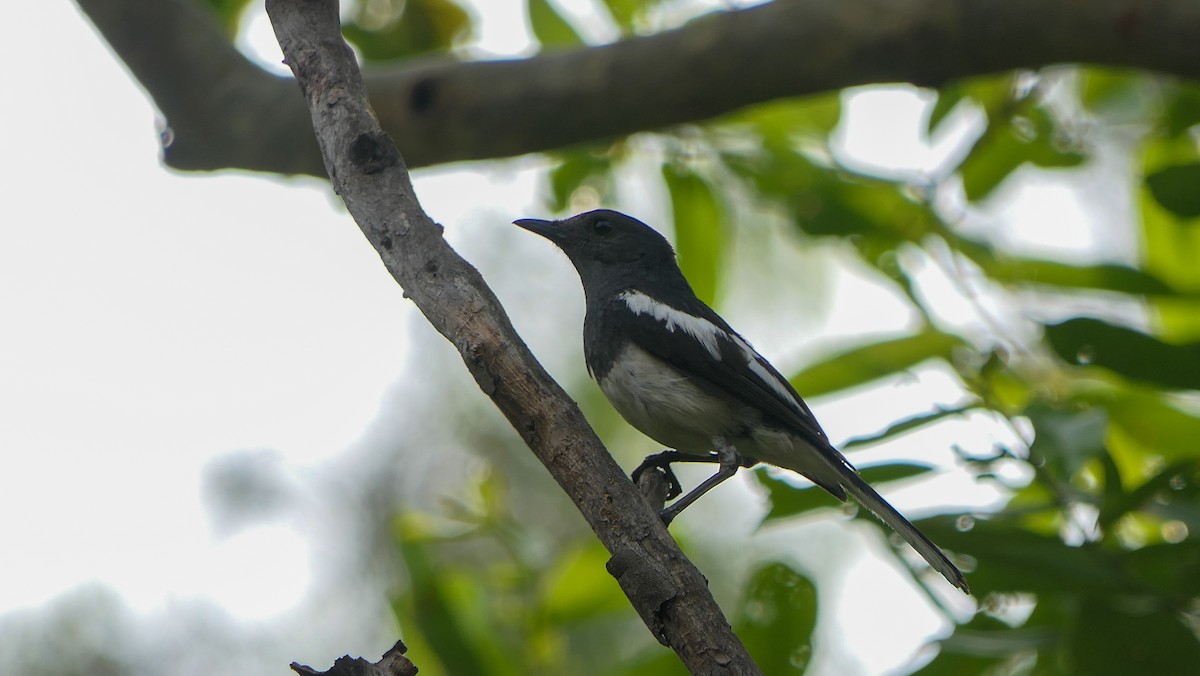 Oriental Magpie-Robin - ML619610998