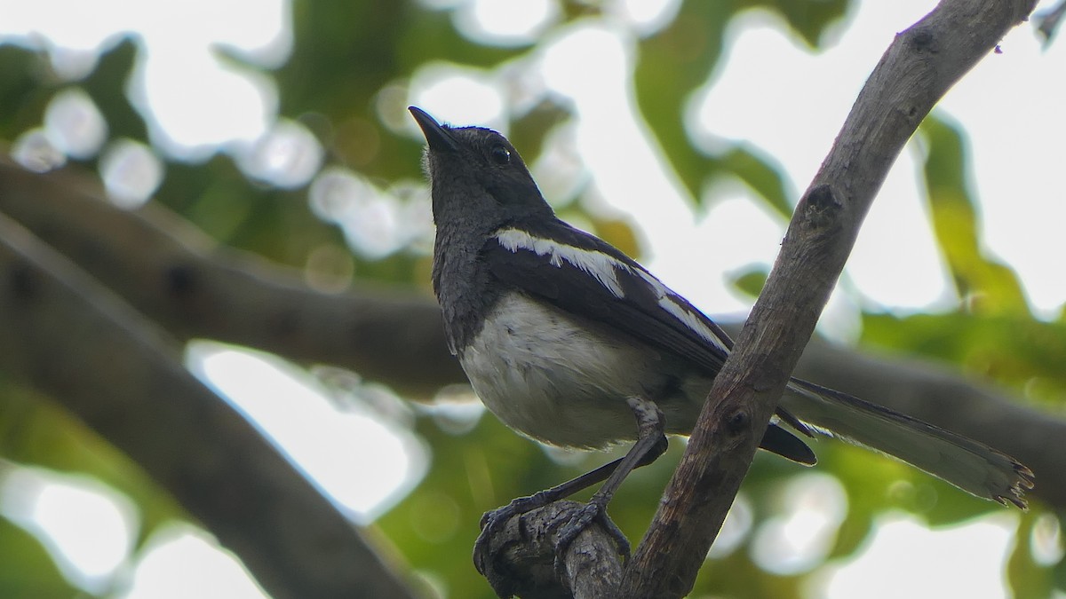 Oriental Magpie-Robin - ML619610999