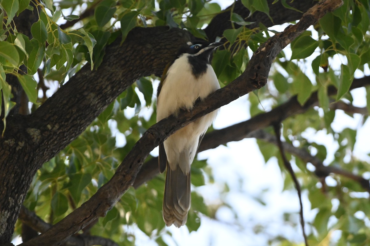 Blue-faced Honeyeater - Hitomi Ward