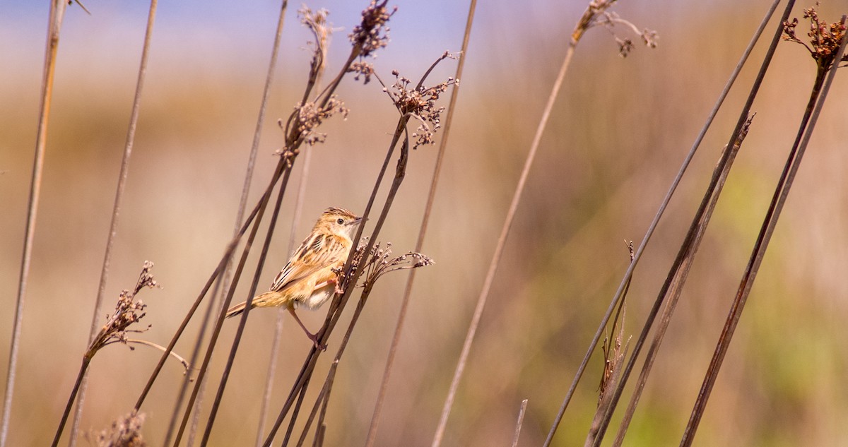 Zitting Cisticola - Georgy Schnipper