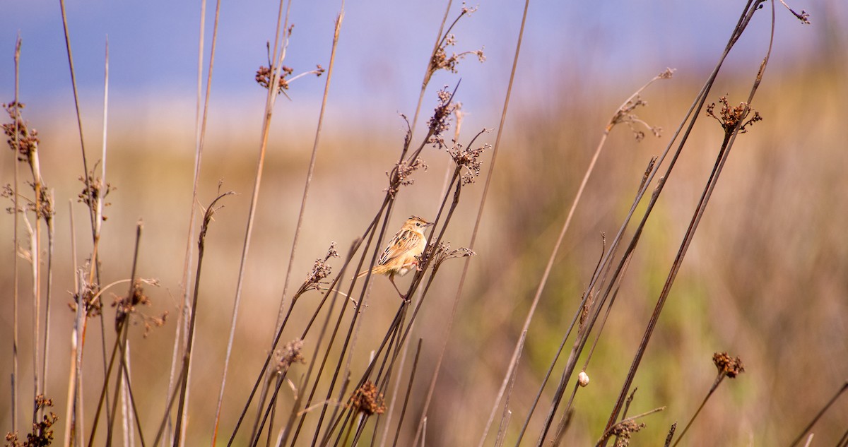 Zitting Cisticola - Georgy Schnipper