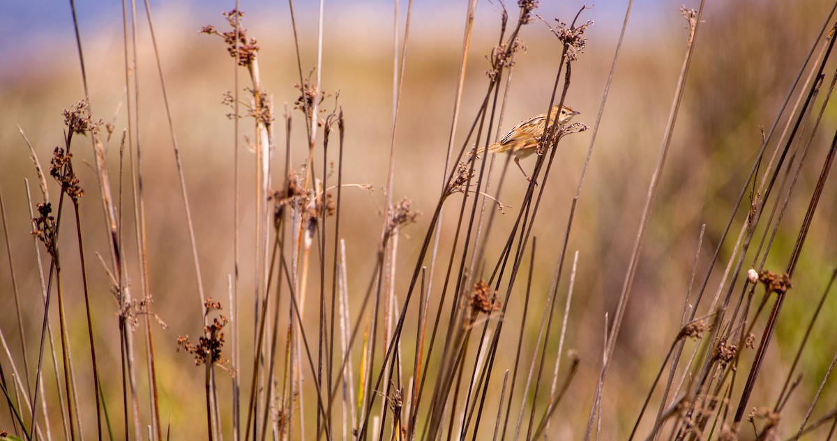 Zitting Cisticola - Georgy Schnipper