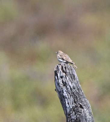 Greater Short-toed Lark - Braydan Pettigrove