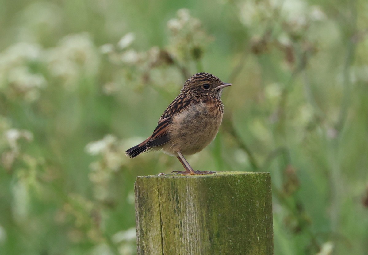 European Stonechat - Simon Pinder