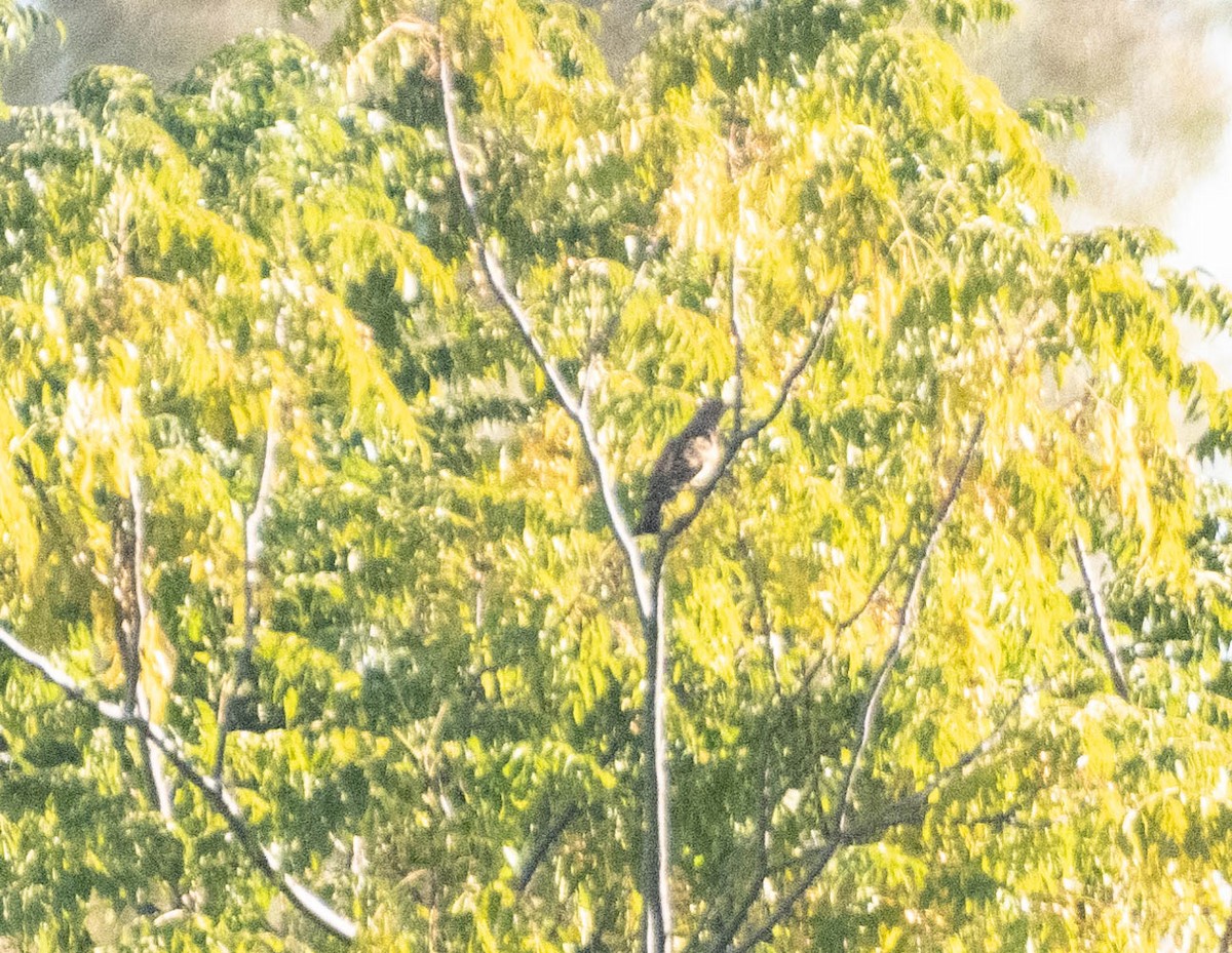 Spotted Bowerbird - Hitomi Ward