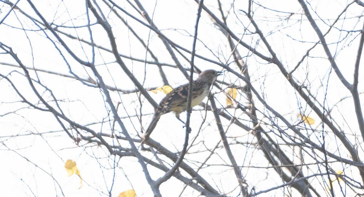 Spotted Bowerbird - ML619611013