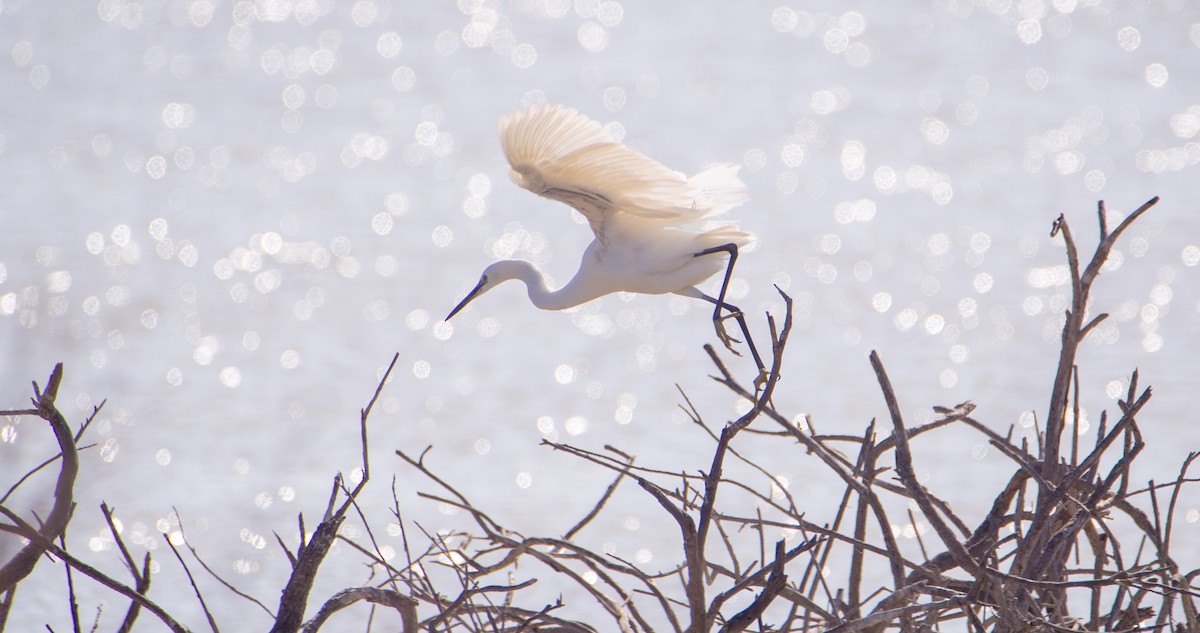 Little Egret - Georgy Schnipper