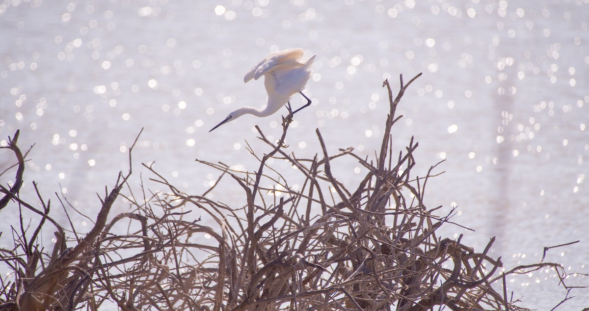 Little Egret - Georgy Schnipper