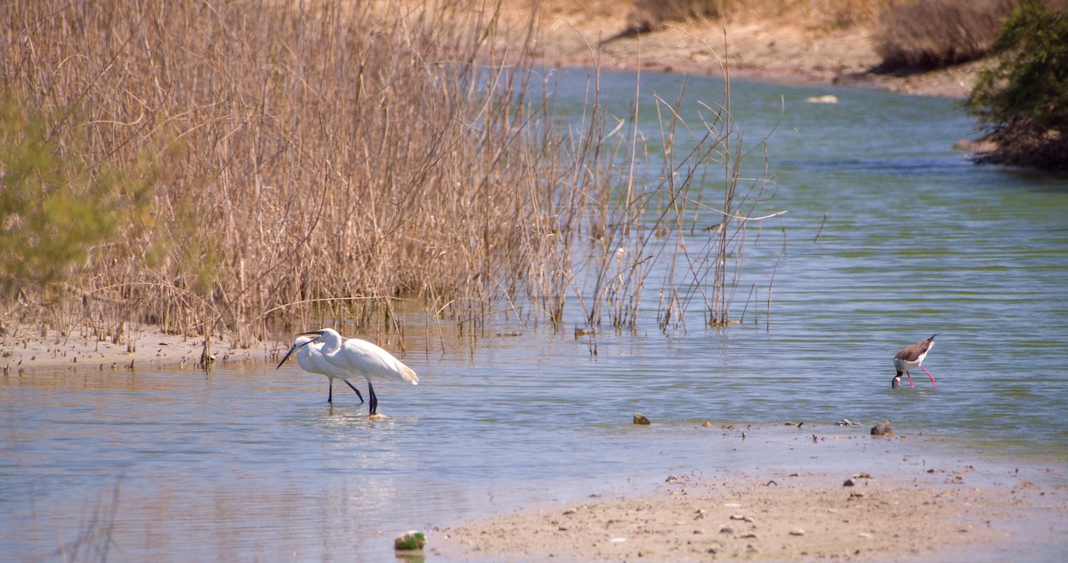 Little Egret - Georgy Schnipper