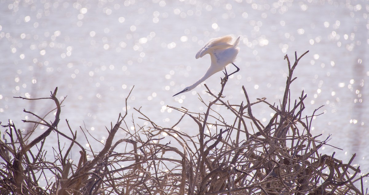 Little Egret - Georgy Schnipper