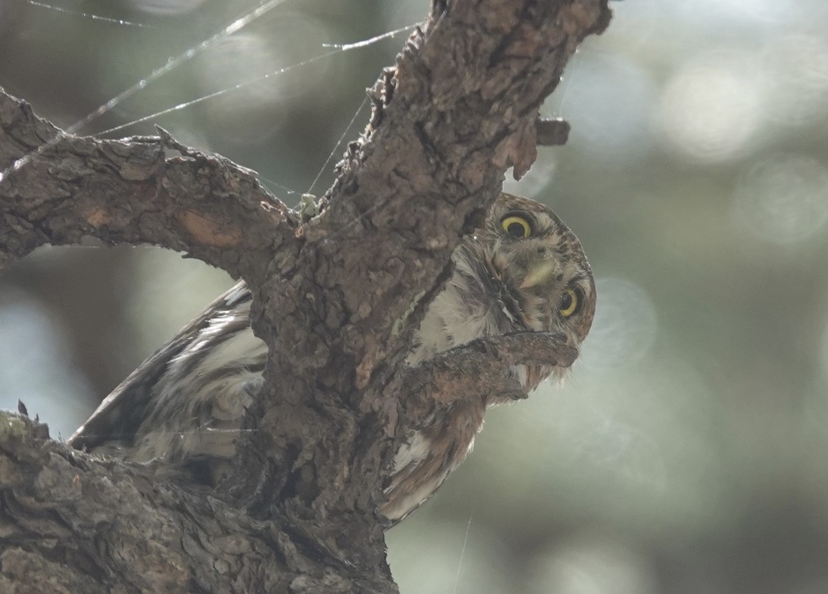 Northern Pygmy-Owl (Mountain) - Eric Hough