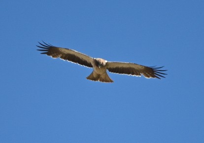 Booted Eagle - Braydan Pettigrove