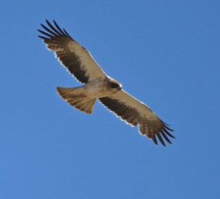 Booted Eagle - Braydan Pettigrove