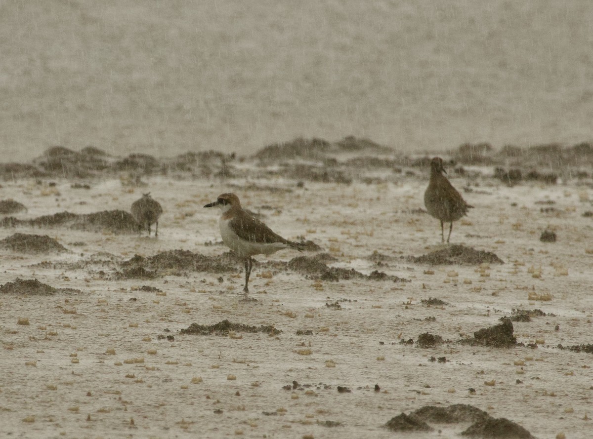 Greater Sand-Plover - Ben Sheldon