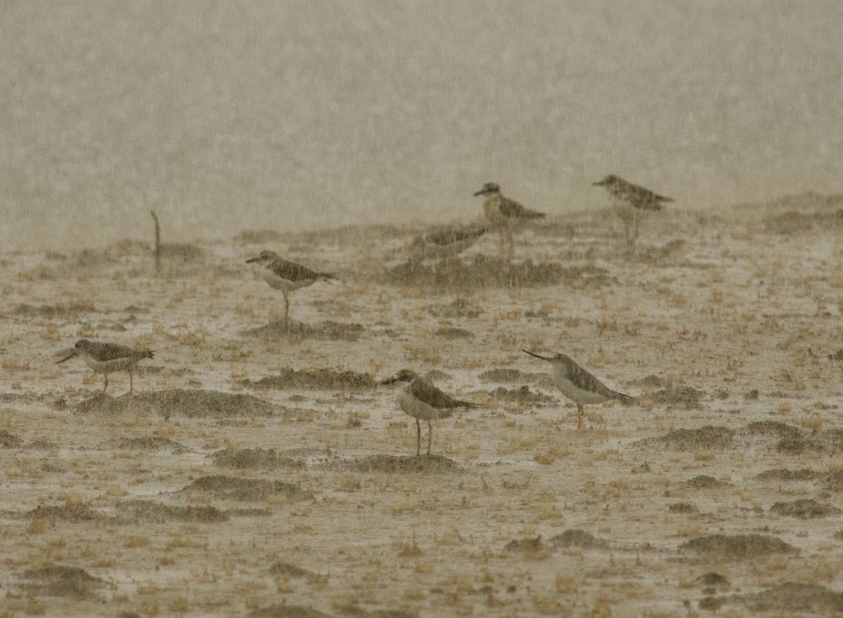 Greater Sand-Plover - Ben Sheldon