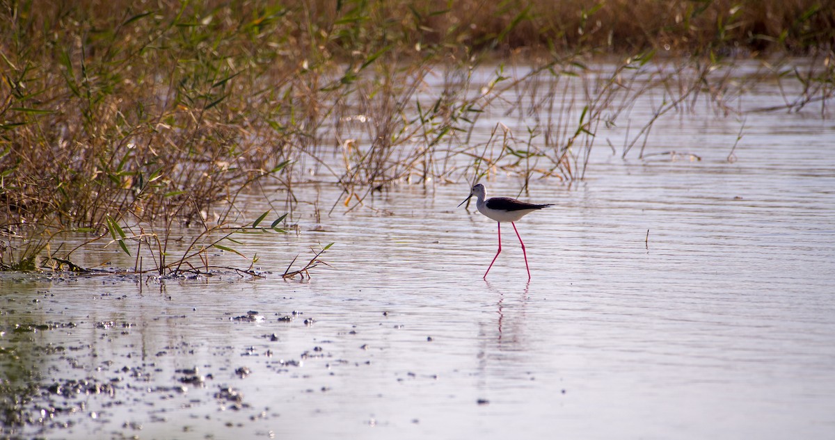 Black-winged Stilt - Georgy Schnipper