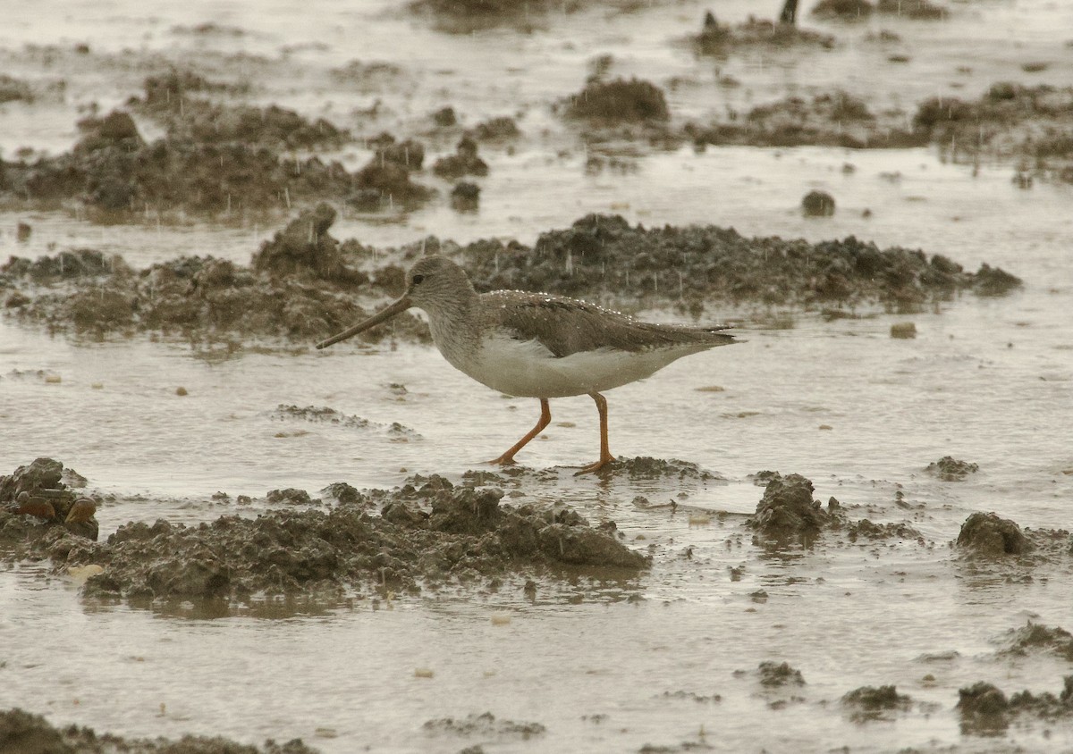 Terek Sandpiper - Ben Sheldon