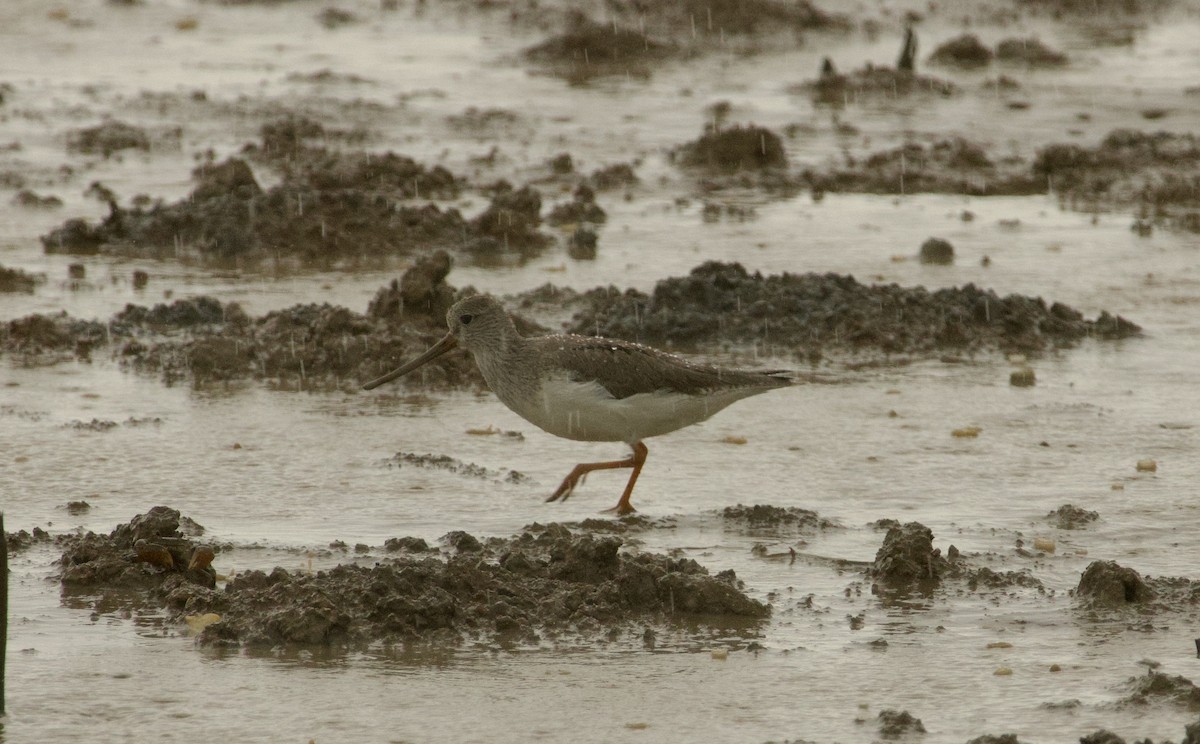 Terek Sandpiper - Ben Sheldon