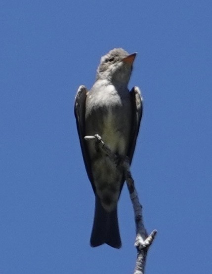 Olive-sided Flycatcher - Eric Hough