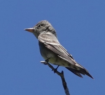 Olive-sided Flycatcher - Eric Hough