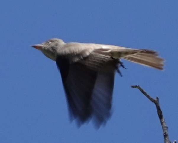 Olive-sided Flycatcher - Eric Hough