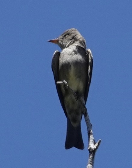 Olive-sided Flycatcher - Eric Hough