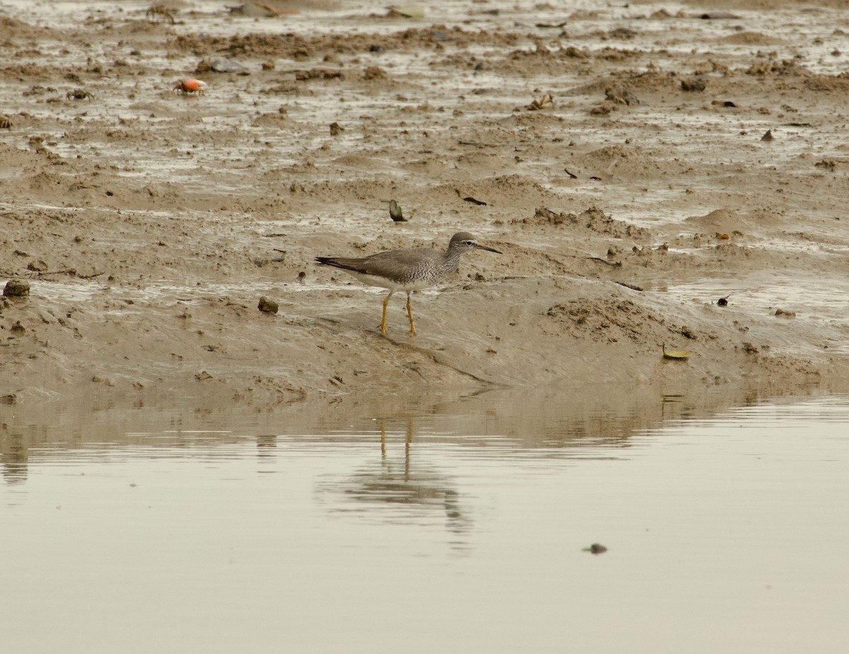 Gray-tailed Tattler - Ben Sheldon